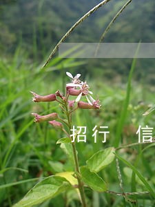 招行 信用卡逾期五天 招行 信用卡逾期五天